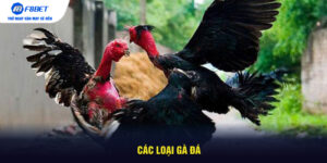 Các Loại Gà Đá