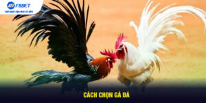 Cách Chọn Gà Đá
