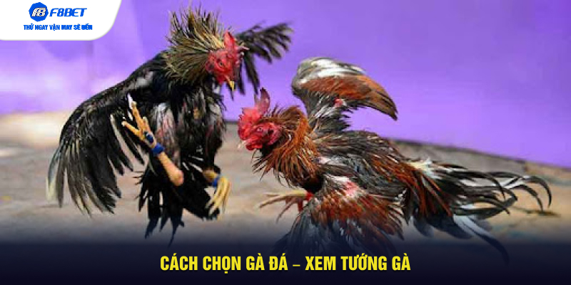 Cách chọn gà đá – Xem tướng gà