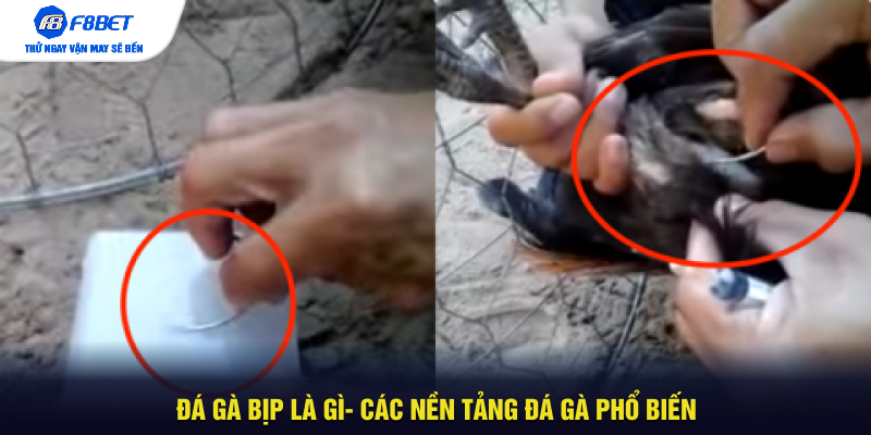 Đá gà bịp là gì- Các nền tảng đá gà phổ biến