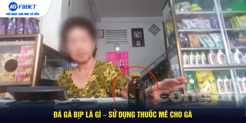 Đá gà bịp là gì – Sử dụng thuốc mê cho gà