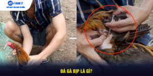 Đá Gà Bịp Là Gì?
