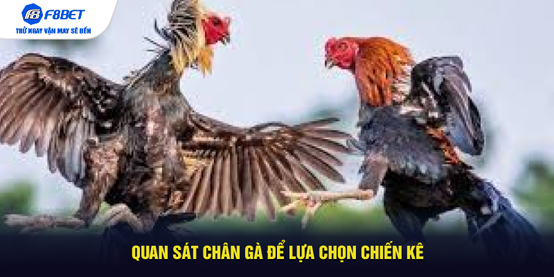 Quan sát chân gà để lựa chọn chiến kê